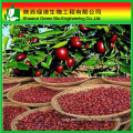 the chinese red date extract brown powder